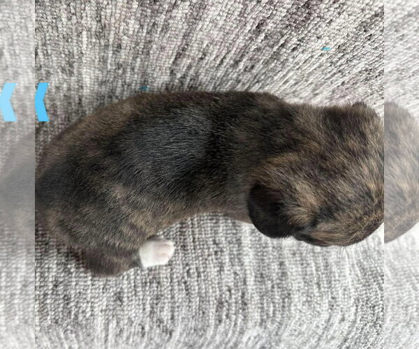 Medium Photo #2 Chihuahua-Unknown Mix Puppy For Sale in Spring Lake, NC, USA
