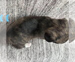 Small Photo #2 Chihuahua-Unknown Mix Puppy For Sale in Spring Lake, NC, USA