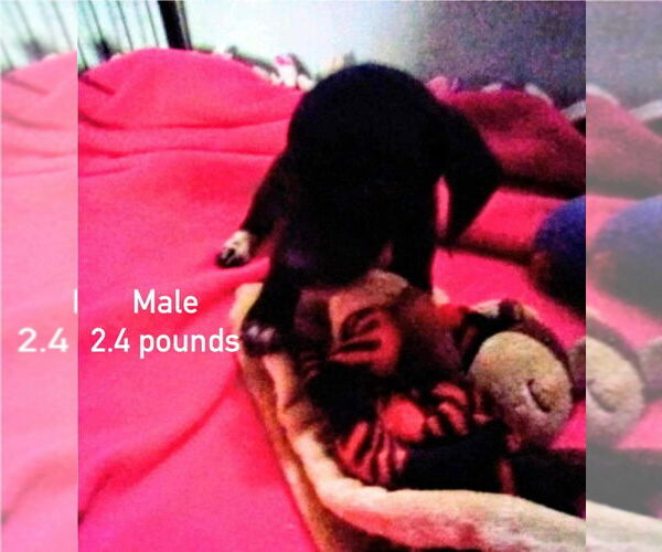 Medium Photo #3 Dachshund-Unknown Mix Puppy For Sale in Aurora, IN, USA