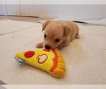 Small #7 Chihuahua Mix
