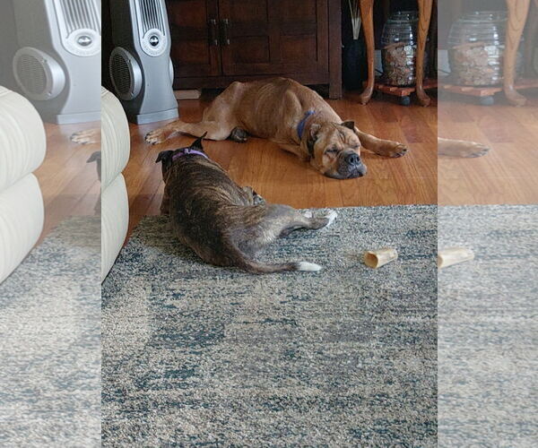 Medium Photo #4 Mutt Puppy For Sale in Belleville, MI, USA