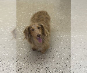 Royce - Male Dachshund Dog for Adoption - Photo #2