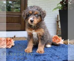 Bernedoodle (Miniature) Puppy for sale in NARVON, PA, USA