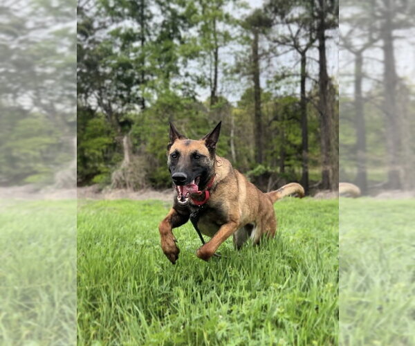 Medium Photo #5 Mutt Puppy For Sale in Imlay City, MI, USA