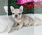 Puppy Puppy 5 French Bulldog