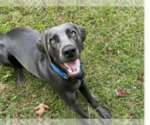Small Photo #1 Weimaraner Puppy For Sale in KNOXVILLE, TN, USA
