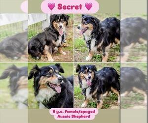 Australian Shepherd Dogs for adoption in Dedham, MA, USA