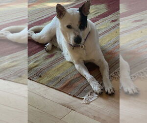 Mutt Dogs for adoption in Candler, NC, USA