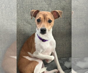 Lima Sussex - Male Jack Chi Dog for Adoption - Photo #5