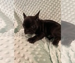 Small Photo #12 French Bulldog Puppy For Sale in HOPKINSVILLE, KY, USA