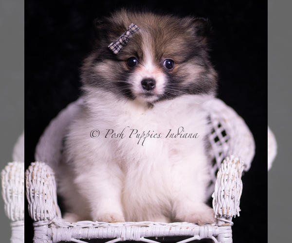 Medium Photo #1 Pomeranian Puppy For Sale in WARSAW, IN, USA