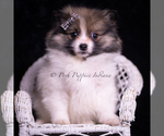 Puppy Cuddles Pomeranian