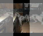 Small #3 Great Dane