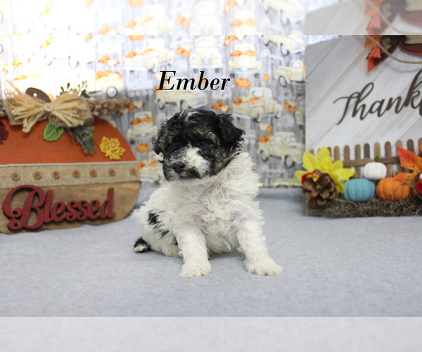 Medium Photo #10 Poodle (Toy) Puppy For Sale in CHANUTE, KS, USA