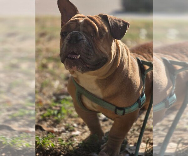 Medium Photo #5 Bulldog-Unknown Mix Puppy For Sale in Euless, TX, USA