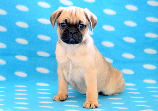 Puggle Puppy for sale in MOUNT JOY, PA, USA