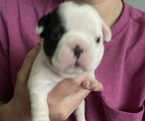 French Bulldog Puppy for Sale in EVERTON, Arkansas USA