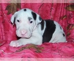 Small Photo #14 Great Dane Puppy For Sale in SPRAGGS, PA, USA