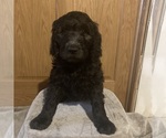 Puppy 7 Goldendoodle