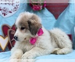 Small Photo #5 Great Pyrenees Puppy For Sale in LANCASTER, PA, USA