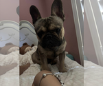 Small #4 French Bulldog