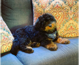 Bernedoodle Puppy for sale in HOLLY SPRINGS, NC, USA