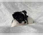 Small Photo #3 Chihuahua Puppy For Sale in FARMINGTON, AR, USA