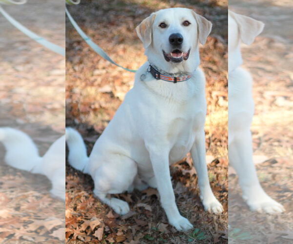 Medium Photo #5 Labrenees Puppy For Sale in Cookeville, TN, USA