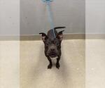 Small Mutt