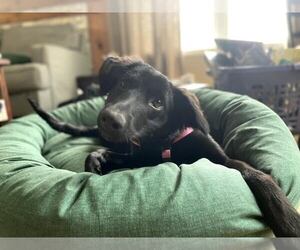 Retriever -Unknown Mix Dogs for adoption in Palatine/Kildeer/Buffalo grove, IL, USA