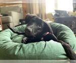 Small Retriever  Mix