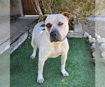Small #3 American Staffordshire Terrier-Mastiff Mix