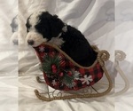 Small Photo #7 Bernedoodle Puppy For Sale in DAYTON, NV, USA