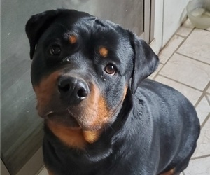 Mother of the Rottweiler puppies born on 05/02/2023