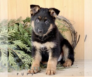 German Shepherd Dog Puppy for sale in RONKS, PA, USA