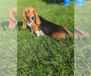 Basset Hound Puppy for sale in NICHOLASVILLE, KY, USA