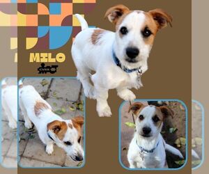 Jack Russell Terrier-Unknown Mix Dogs for adoption in Lindsay, CA, USA