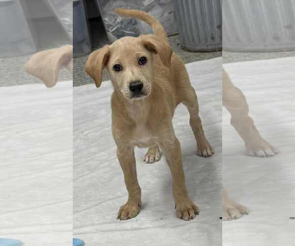 Medium Photo #1 Labrador Retriever-Unknown Mix Puppy For Sale in Mechanicsburg, PA, USA