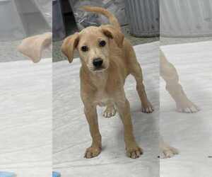 Labrador Retriever-Unknown Mix Dogs for adoption in Mechanicsburg, PA, USA