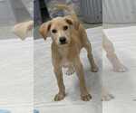 Small Labrador Retriever Mix