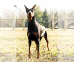 Small Photo #18 Doberman Pinscher Puppy For Sale in WARSAW, IN, USA