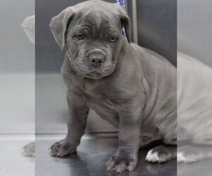 Cane Corso Puppy for sale in DALLAS, TX, USA