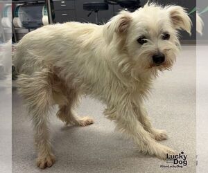 Mutt Dogs for adoption in Washington, DC, USA