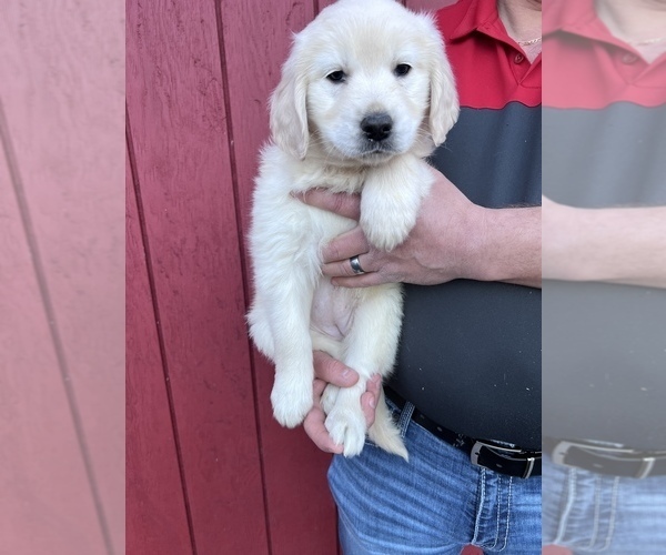 Medium Photo #3 Golden Retriever Puppy For Sale in SCIO, OR, USA