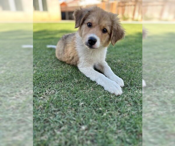 Medium Photo #2 Border Collie Puppy For Sale in Paso Robles, CA, USA