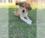 Small #1 Border Collie