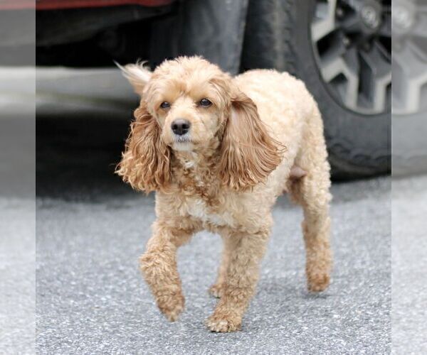 Medium Photo #1 Cavapoo (Miniature) Puppy For Sale in KINZERS, PA, USA