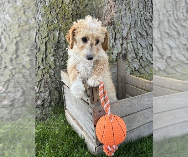 Medium Photo #4 Goldendoodle (Miniature) Puppy For Sale in MIDDLEBURY, IN, USA