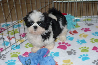 Shih Tzu Puppy for sale in TUCSON, AZ, USA