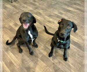 Kylie - Female Labrador Retriever-Unknown Mix Dog for Adoption - Photo #4